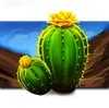 Fire Stampede cactus