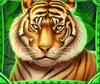 jungle fortune tiger
