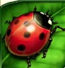 lucky lady's charm deluxe ladybird