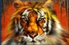siberian storm orange tiger