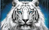 siberian storm white tiger