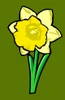 secret garden daffodil