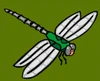secret garden dragonfly