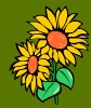 secret garden sunflower